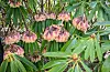 Det vart kaldt i månadsskiftet mars-april. Daude blomar vart resultatet på nokre av rhododendron-buskane, men dei kjem attende neste vår. FOTO: GUNNHILD LØNNING