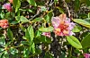 Humle på rhododendronbusk. FOTO: GUNNHILD LØNNING