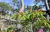 Blømande rhododendron. Ifølgje Helgesen veks røtene breitt, men ikkje så djupt. Det er difor relativt enkelt å lyfta dei frå jorda og plassera dei andre stader. FOTO: GUNNHILD LØNNING