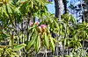 Det er allereie komne solide knoppar på ein del av rhododendronbuskane i Rex Garden. FOTO: GUNNHILD LØNNING