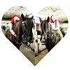 Eg og Lotte (Grimsrud Svarta) vil ønska dåkke alle ei fin adventstid og førjulstid????????#dølahestsåklart #dolehorse #advent #førjulstid #hest #horse #vestavindsveio