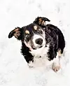 Lokemann????????________________________________#bordercollie #puppy #bordercolliesofinstagram #cutedogs #vestavindsveio #bordercollieworld #dogsofinstagram #doglovers #doglife #farmlife #farmdog #loveyou #bordercolliepuppy