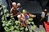 Interessa for sjølvdyrka mat og dekorative planter er stor blant hageentusiastane på Gjermundshaugen. Her er ekteparet Elisabeth og Halldor Jordal og borna deira, Dagfinn (snart seks) og Åsmund (snart fire), og Jarle (snart 11 mndr.). Planta i forgrunnen er humle som her slyngar seg opp mot garasjetaket.