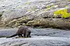 Otrar fangar krabbe