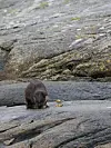 Otrar fangar krabbe