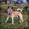 Ute på tur i dag ???? #emberland #sveio #høst #høstfarger#natur #vestavindsveio #hund #hundeliv #hundefotografie #norgefoto #mittnorge #vestlandet #ut #utno #norge #friluftsliv #norskukeblad #turvenner #dogphotography #dog #animalslove #norway #naturelovers #amising #autumn #animals