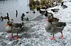 Fugleinfluensa er først og fremst ein risiko for fuglar og ikkje menneske, risiko for å bli smitta til menneske blir vurdert som svært låg.