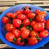 Gode sødmetomater 🍅#jordbruker #fratjernagel #bøndenepåhoien #vestavindsveio #økologisk #kortreist #sjølvforsynt #tomat #regenerativefarming#kjøkkenhage