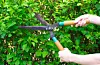 Hands are cut bush clippers