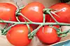 Tomatprisane skaut i vêret i fjor.
