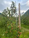 Eplehagen lyt dei vente på, men planen er å plante epletre rundt husklynga i Skjolden.