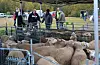Ein flokk smale klare til å bedømast medan smalepreiken sit laust i bakgrunnen.