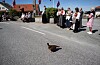 Røya «Turid» som held til i området ved Auklandshamn skule måtte sjølvsagt vera med på feiringa. Ho er så glad i folk at ho til tider er plagsam. Foto: Einar Vestvik