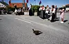 Røya «Turid» som held til i området ved Auklandshamn skule måtte sjølvsagt vera med på feiringa. Ho er så glad i folk at ho til tider er plagsam. Foto: Einar Vestvik