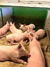 Det gode liv i bingen, enn så lenge. Desse grisane er ein månad gamle, og skal vera på Tjernagel fram til slutten av mai. Då blir dei slakta og endar til slutt på middagsbordet som kotelettar, svinesteik og bacon.