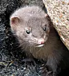 Mink.