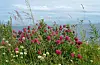 Visste du at om lag halvparten av alle legemiddel kjem direkte frå planter i naturen, og at mange av dei er avhengige av pollinering? FOTO: INGER ROBØLE KRISTIANSEN / NPKFoto: Inger Robøle Kristiansen, NPKCredit: Nynorsk Pressekontor