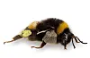 Mange pollensankarar har ei korg som dei kan sanke pollen i. Denne honningbia har korga på leggen, medan somme ber korga på buken. FOTO: HALLVARD ELVEN /ARTSDATABANKEN / LISENS: CC BY 3.0