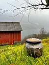Den urnorske ølgjæren kveik er ei unik grein på slektstreet til all ølgjær i verda. Brørne Eitrheim fekk glaset med arvesølv av besten sin. Det er no teke initiativ til å søkje heimebrygging av øl med kveik inn på Unescos verdskulturarvliste. Foto: Heidi Molstad Andresen / NPK