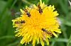 Fire dobbeltbanda blomsterfluger samla til fest. FOTO: HALLVARD ELVEN / NATURHISTORISK MUSEUM
