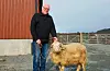 Martin G. Haugland, leiar i ring 143, med far til seminvêren Hepsiv. Også den utmerka seg med svært god ullkvalitet. Faren vart naturleg avla på Ulveraker, medan farfaren var semin.