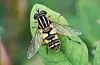 Den svært vanlege solfluga gjer ein viktig pollineringsjobb landet rundt. FOTO: HALLVARD ELVEN / NATURHISTORISK MUSEUM