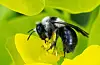 Nær 35 prosent av alle virvellause pollinatorar, spesielt bier og sommarfuglar, og omtrent 17 prosent av virveldyrbestøvarar, slik som flaggermus, står ovanfor utrydding globalt. Dette er ei praktsandbie. FOTO: HALLVARD ELVEN / NATURHISTORISK MUSEUM