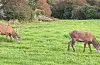 Mykje hjort og rådyr ferdast nær vegane, og i haustmørket får politiet melding om mang påkøyrde dyr. Illustrasjonsfoto: Ellen Marie Hagevik