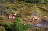 Samlet fellingsprosent for hele kommunen ble 57,5 prosent, mens forvaltningsmålet bør være 70 prosent eller mer. Arkivfoto: Kåre Gårder