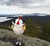 linda.kristiansen.779Tur nr 100 til Dreng 272 m.o.h. fra begynnelsen av september i fjor🥳🐣☀️🌿🍁❄️🌨️🌧️ #vestavindsveio #utpatur #påske