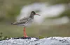 Kjenneteiknet på raudstilken er raudt nebb og raude bein. Foto: Frode Falkenberg / Birdlife Norge