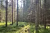 Gammal granskog med fuktig mose er ein god plass å byrje å leite etter sopp. I denne skogen fann vi både kantarellar, trompetsopp, steinsopp og piggsopp.