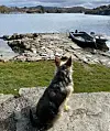 sjohagen1#steinbrygge #hyttevedsjøen #hyttepåske #sjøhytte #hyttevedsjøen #hyttemegtu #stuganvidsjön #sommerhusvedhavet #sakerfrasjøhagen #steinpåstein #vestavindsveio #mølstrevåg #meningslöstagg #godpåskekjærefølger
