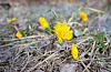 Hestehoven er blant dei første blomane som bryt fram frå vinterdvalen. FOTO: TERJE BENDIKSBY / NTB/ NPK