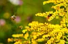 Dei siste åra har det vore mykje merksemd rundt trua insektartar, særleg humler og villbier, og med den auka interesse for å så blomstrar som kan hjelpa artane med å finna næring. Foto: Lise Åserud / NTB / NPK