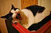 stineelisabethtTassen, mitt i et gjesp 😆 #katt #sveio #vestavindsveio #emberland #livetpålandet #norskukeblad #hafoto #dyreelskere #norge #fantastic #amazing #animolslovers #cats #catslover #norway #norwayanimals