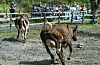 Borgarpanelet kom fram til at dyr bør ha meir valfridom. Med det meiner dei at dyra mellom anna bør kunna velja ulike typar fôr og ute- og innemiljø.