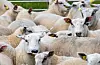 I eit prosjekt har Institutt for rural- og regionalforsking (Ruralis), spurt ei gruppe menneske om å koma med anbefalingar til politikarane for å sikra betre dyrevelferd. Deltakarane i panelet var alle typar menneske og nokre av dei hadde bakgrunn frå landbruket, mens andre var veganarar.