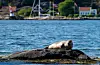 Steinkobben et seg god og mett på fisken som livnærer seg av tareskogen.