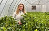 Grethe Lier Alne og dei andre tilsette ved Sunnhordland planteskule i Valevåg klargjer nå laurbærhegg og mange andre planter for våryre hageeigarar. Foto Thomas Førde