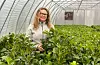 Grethe Lier Alne og dei andre tilsette ved Sunnhordland planteskule i Valevåg klargjer nå laurbærhegg og mange andre planter for våryre hageeigarar. Foto Thomas Førde