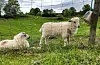 Bandtvangen gjeld for at hund ikkje kan jaga bufe, som lam og sauer, fjørfe, hest eller vilt.