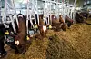 Samla er det no nær 1500 færre mjølkebruk sidan 2017. I den same perioden er det blitt 679 fleire bruk med ammekyr. Arkivfoto: Terje Bendiksby / NTB / NPK