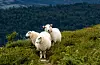 Beitedyra våre får mykje kritikk for å vere ei stor kjelde til klimagassutslepp. Ei forskingsgruppe jobbar no med å nyansere det negative bildet, og vise oss at beiting eller grazing som det heiter på engelsk kan vere amazing. Foto: Paul Kleiven / NTB / NPK