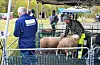 Bondemarknaden i Sveio sentrum startar med kåring av vêrlam. Her sauebonde Harald Håvardsholm med fast grep medan han venta på analysen frå dommaren under ei kåring i oktober. Foto: Aleksander Leirvik