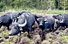 Norske bønder blir stadig utfordra til å tenkje nytt. Det gjorde dei på Hærland, då dei bestemte seg for å nytte all våtmarka rundt garden til vassbøflar. I dag har dei 17 dyr og har alt slakta fire. Foto: Heidi Molstad Andresen / NPK