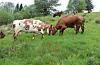 Vestland er eit grasfylke, og mjølk er den berande produksjonen, blir det fastslått i ei pressemelding frå Vestland fylkeskommune.
