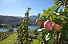 Hardanger-eple er geografisk beskytta og består av sortane Aroma, Discovery, Elstar, Gravenstein, Karin Schneider, Kronprins, Linda, Raud Aroma, Raud Gravenstein, Raud Prins, Summerred, Sunrise og Vista Bella. Foto: Stiftelsen Norsk Mat