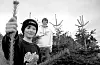 Olav (9) og Sveinung (14) har skogen full av juletre. I går blei desse edelgranene hogde - neste veke startar juletresalet for fullt i Sveio.