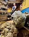 Sjølv om Noreg er eitt av landa i verda som kastar minst ull, blir rundt 10 prosent av ulla frå norske sauer destruert kvart einaste år. Foto: Heidi Molstad Andresen / NPK